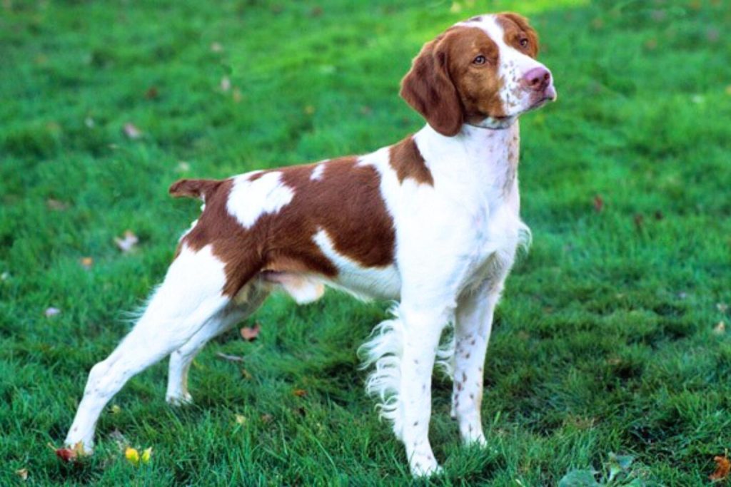 Brittany Spaniel Dog with white and liver coat stands in green grass, facing right with brown ears, chest and nose markings visible