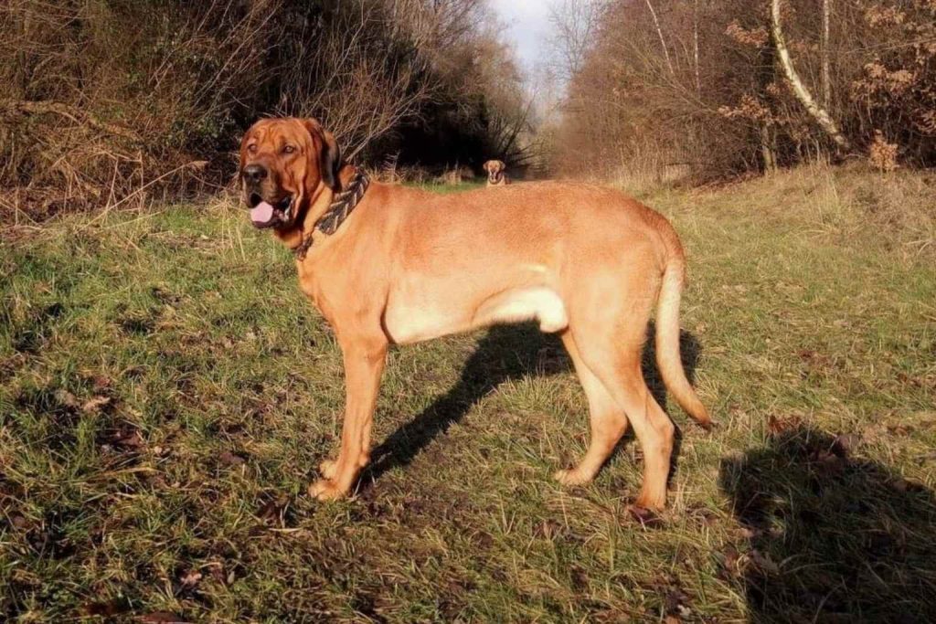 Two Broholmer Dogs in grassy field, one large reddish-brown with collar close-up, another smaller in distance on sunny outdoor path