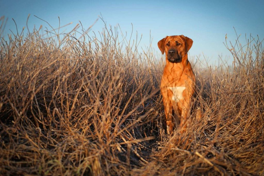 Broholmer Dog with reddish-brown coat and white chest patch stands calmly in dry grassy field under clear blue sky, gazing forward