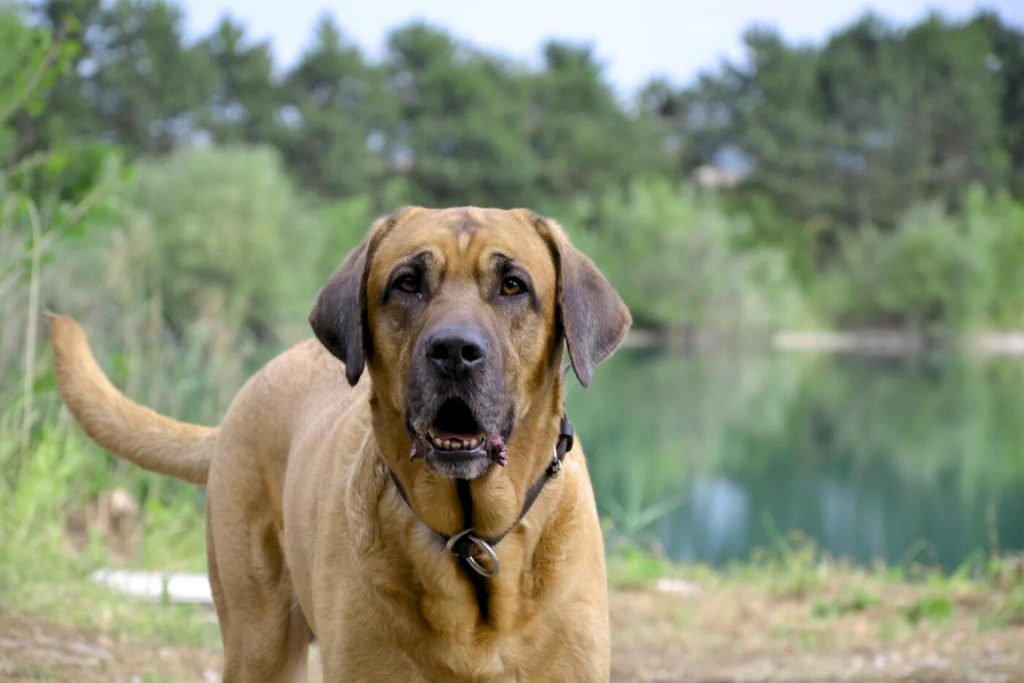 Broholmer Dog with brown coat and floppy ears stands by a calm lake, wearing black collar and silver tag, gazing at camera peacefully