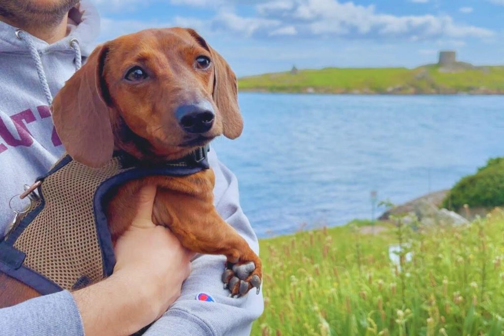 Brown Dachshund dog in a tan harness held by a person, with blue water, green island, and stone tower in the background.