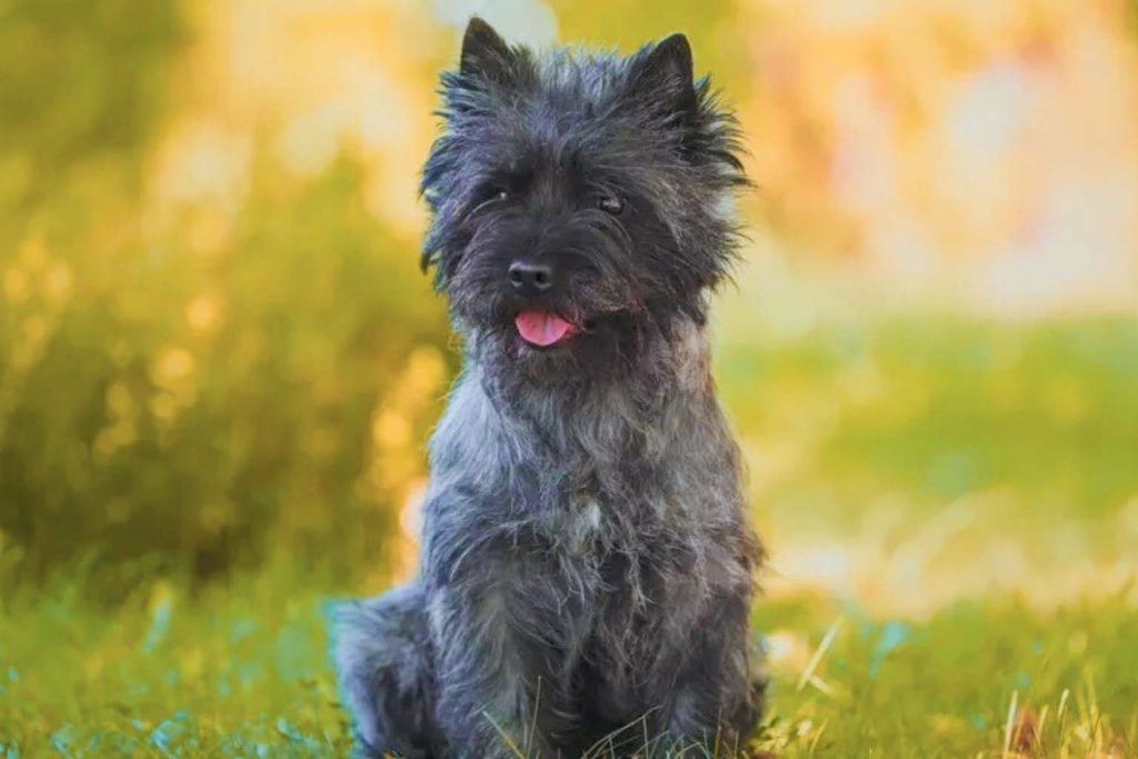 Bulgarian Hound Dog with gray fur sits in grassy field, tongue out, surrounded by soft blurred yellow-green outdoor background