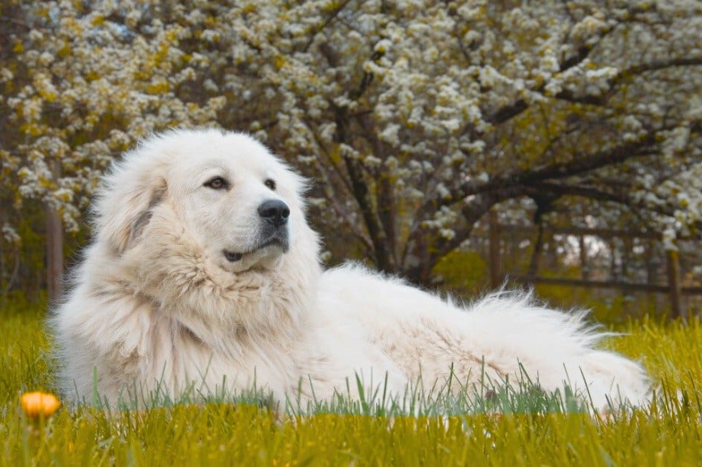 Akbash Dog lying in grassy field with spring blossoms and a wooden fence in the background.

