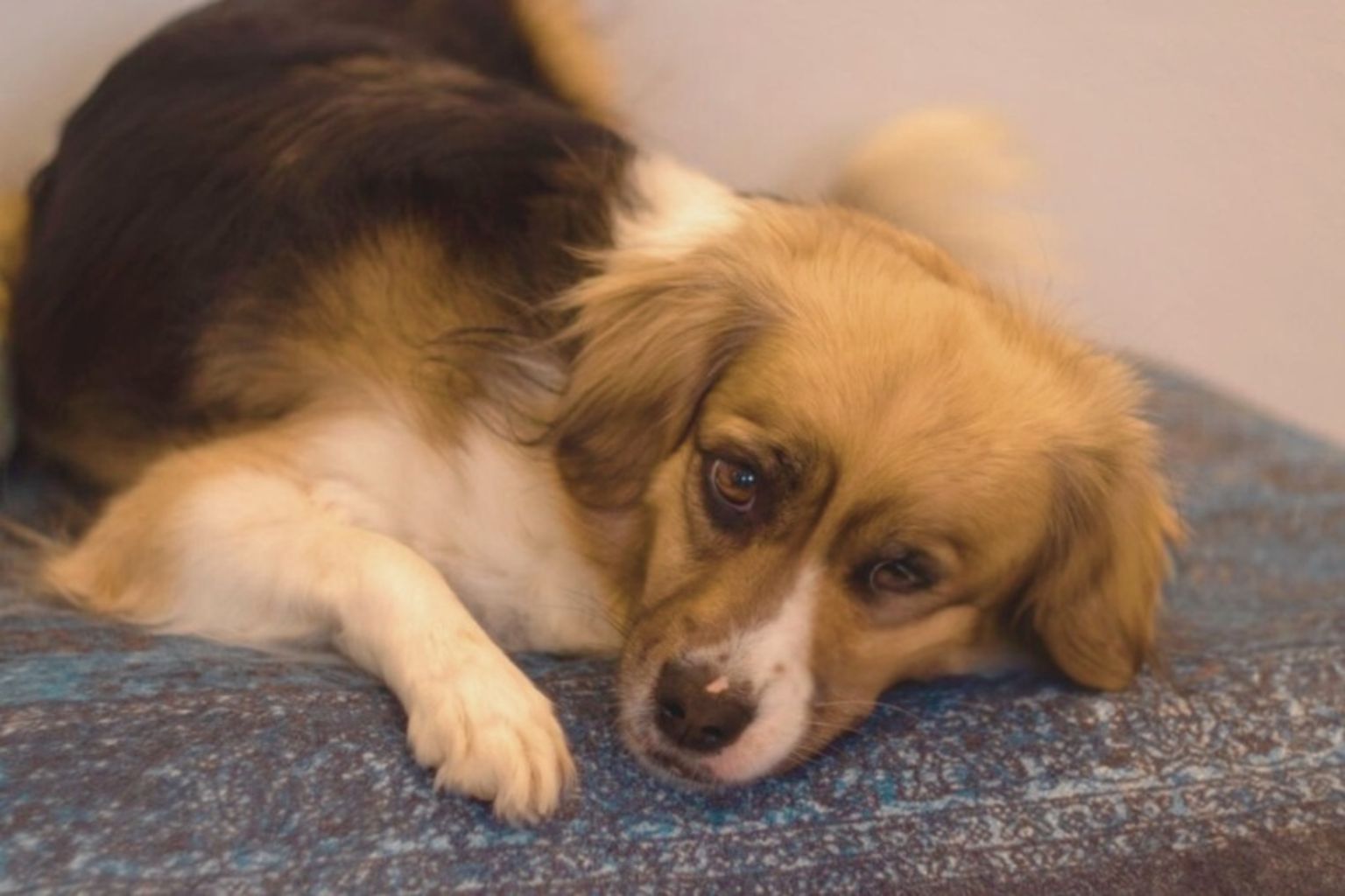 Alopekis dog with light brown and white fur lying on dark-blue fabric, resting its head and appearing calm and relaxed