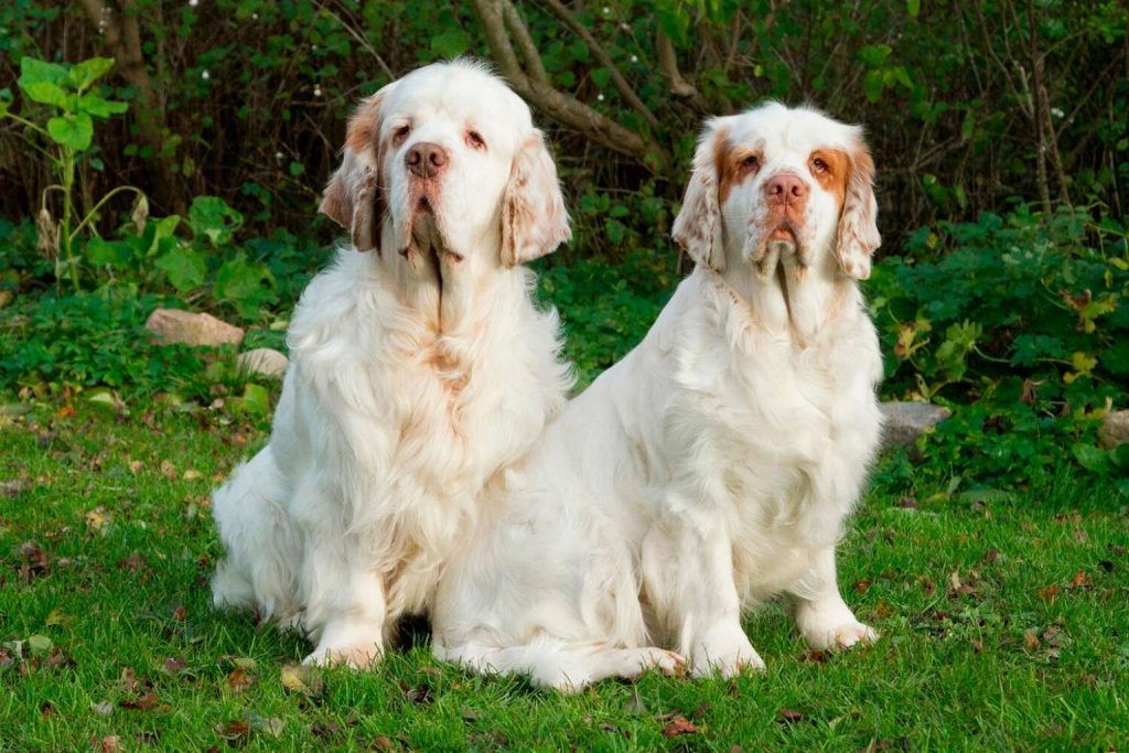 Two white Clumber Spaniels with tan markings sitting calmly in lush green grass, with a backdrop of dense forest and soft sunlight.