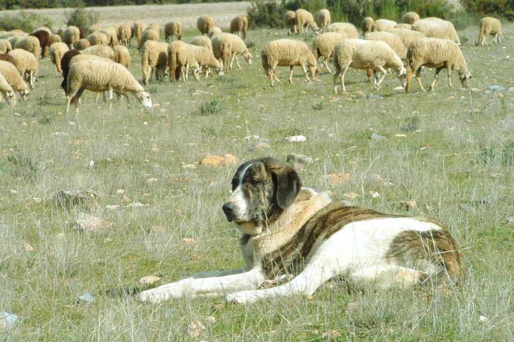 Large white and brown Cão de Gado Transmontano Dog resting in a sunny, grassy field with a flock of sheep.