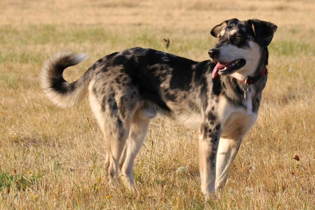 Carea Leonés dog mix with dark gray spotted coat and red collar standing in tall dry grass