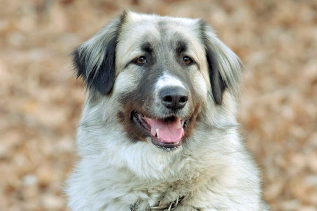 Close-up of Carpathian Shepherd Dog with gray and white fur, dark markings, expressive eyes, and pink tongue, set against a blurred background.