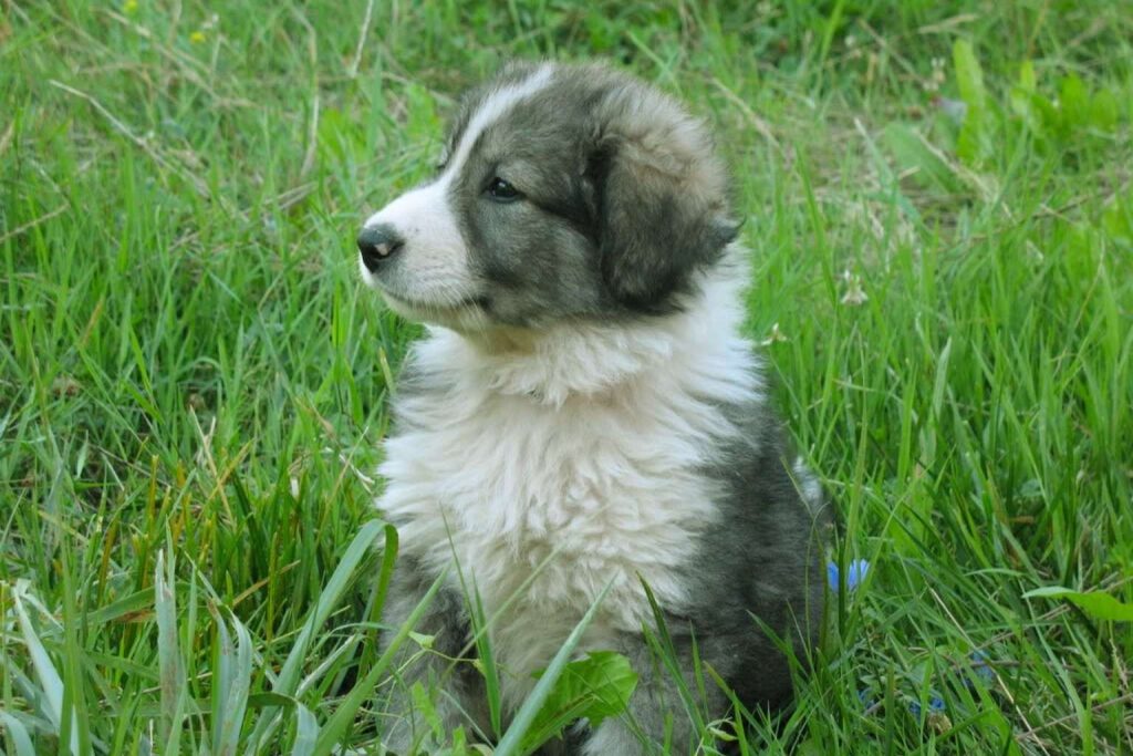 Fluffy Carpathian Shepherd Dog puppy with gray and white fur nestled in tall green grass, looking curious and alert.