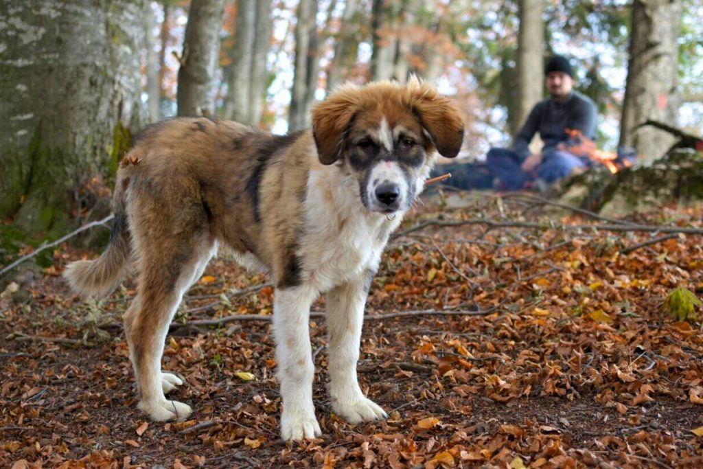 Carpathian Shepherd Dog with light brown and white coat, dark eye patch, floppy ears, standing alert in a forest with autumn leaves.