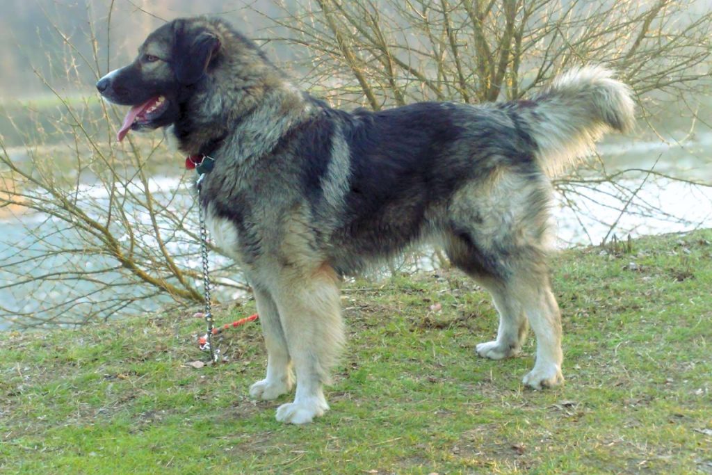 Large Carpathian Shepherd Dog with gray and black fur and bushy tail standing on grassy hill with river and bare trees in background.
