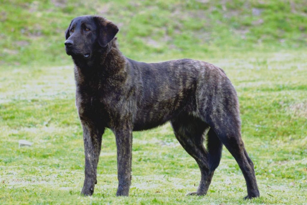 Dark brindle Castro Laboreiro Dog with short coat standing in soft-lit, blurred green field, looking toward the viewer.
