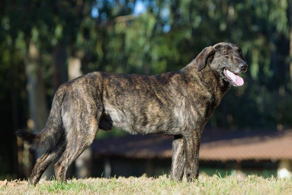 Brindle Castro Laboreiro Dog with sleek coat and sturdy build standing on grass, tongue out, in sunlit natural outdoor setting
