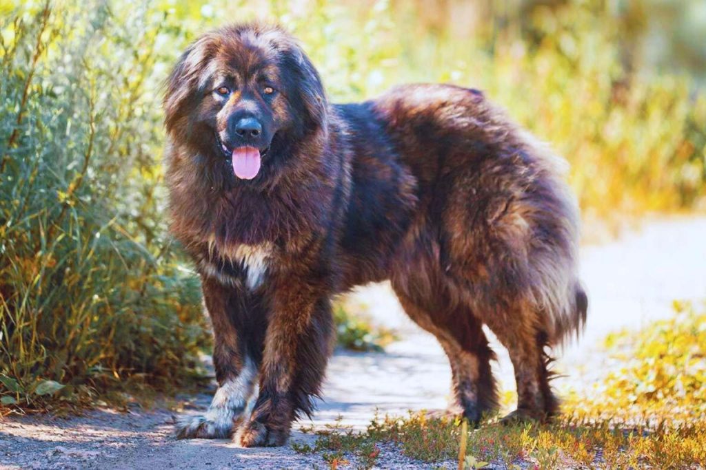 A majestic Caucasian Shepherd Dog stands proudly on a dirt path, its thick coat glowing in sunlight amid lush greenery.