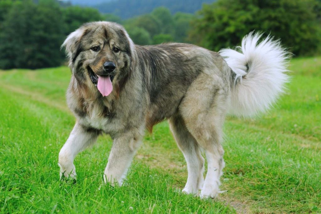 A majestic Caucasian Shepherd Dog walks through a green field, its thick gray and beige fur glowing softly in natural light.