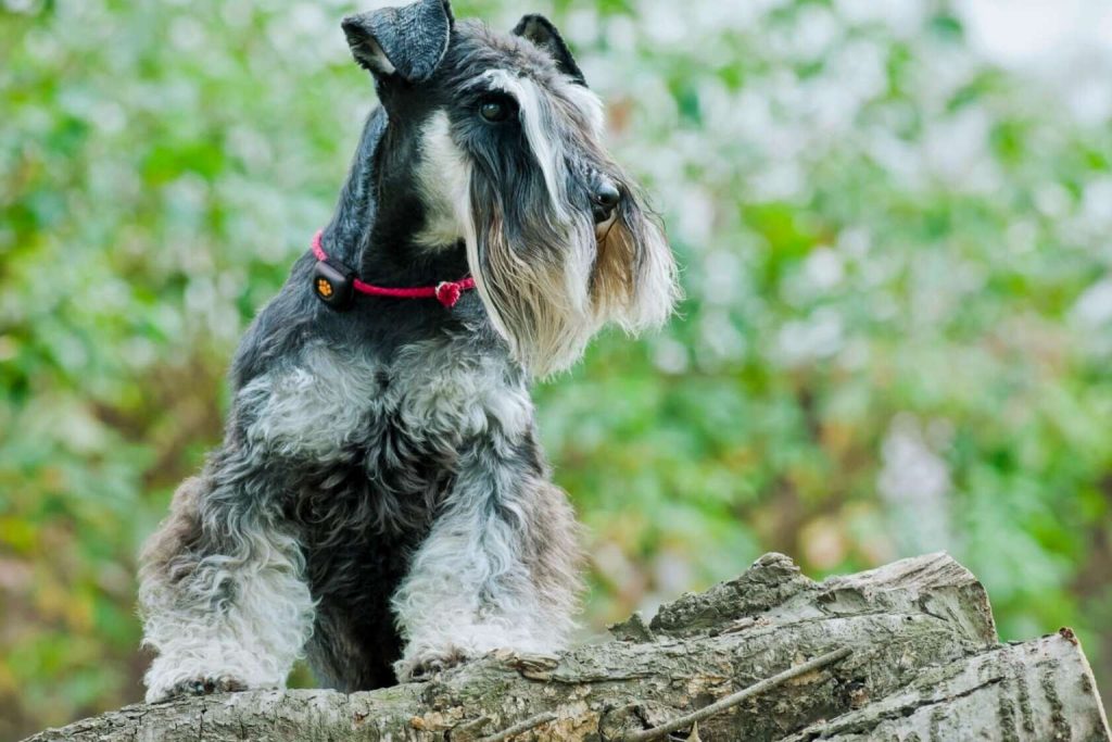 Salt and pepper Cesky Terrier Dog with a red collar and electronic device, sitting on a log in a green, blurred setting.