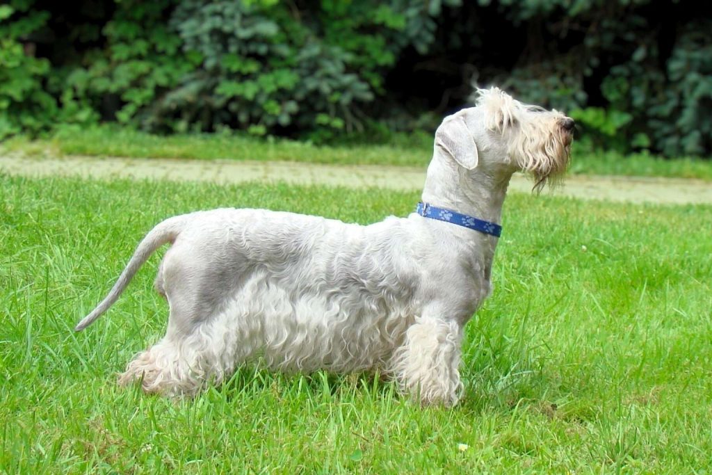 Light gray/off-white Cesky Terrier Dog with long facial hair, wearing a blue pawprint collar, in a grassy field.