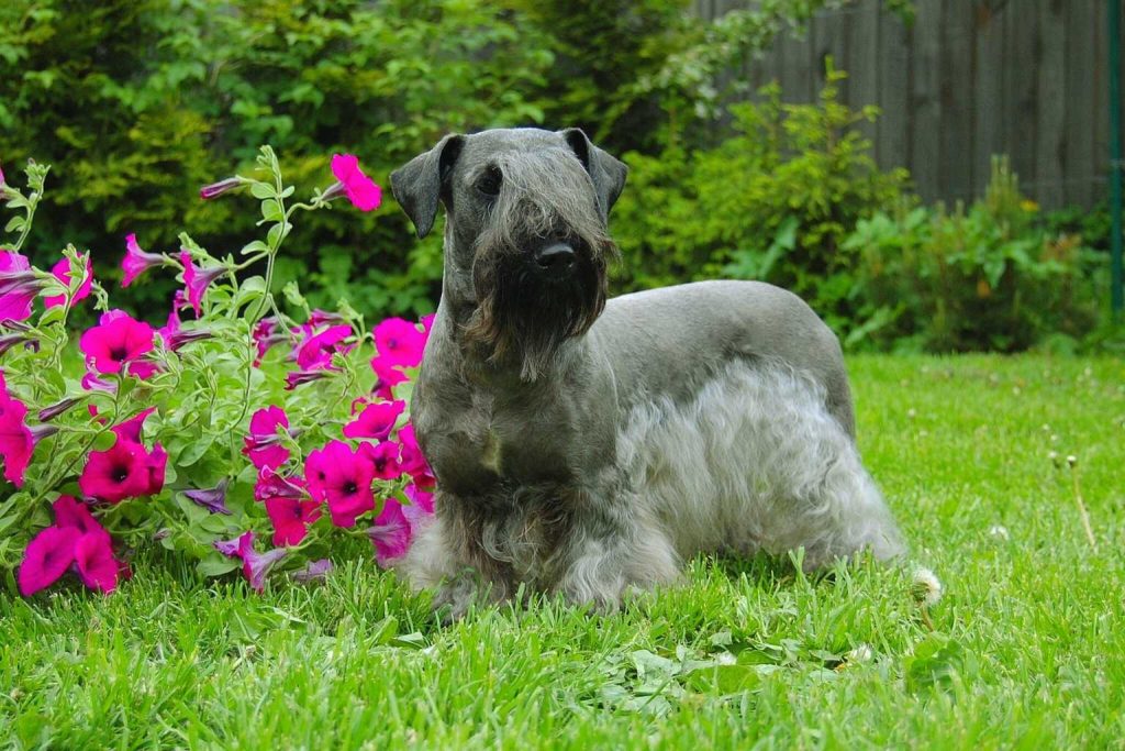 Cesky Terrier dog with gray coat, beard, and eyebrows standing on green grass in a lush garden with bright pink petunias nearby.

