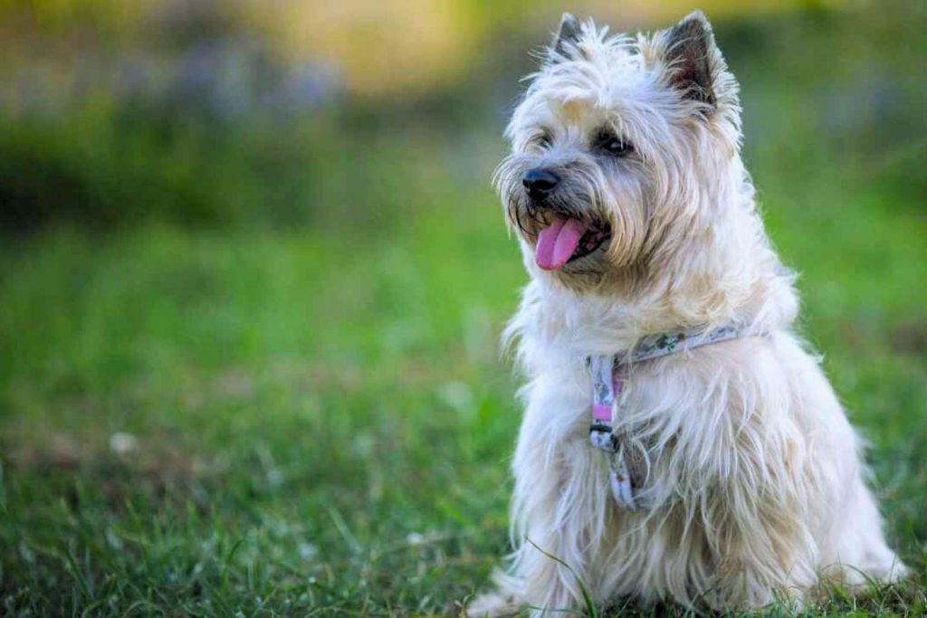 Attentive light-colored Cairn Terrier wearing a floral harness, sitting in a soft, green grassy field.
