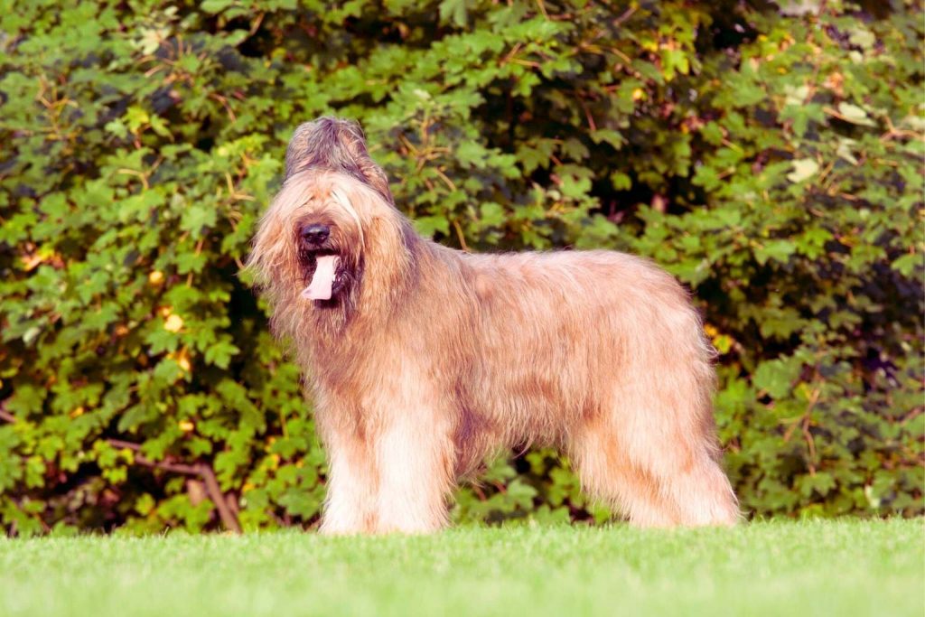 Briard Dog with long brown fur covering eyes stands happily on green lawn, tongue out, with lush leafy bush in the background outdoors