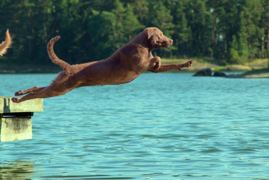 Chesapeake Bay Retriever leaps off wooden dock into turquoise water with athletic build and reddish-brown coat in outdoor setting.
