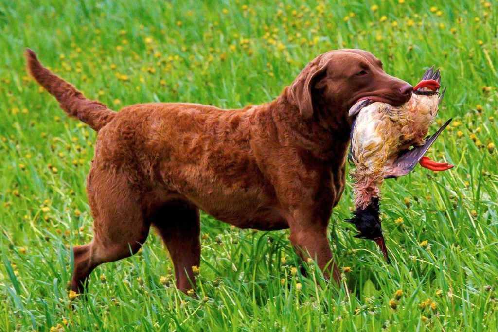 Brown, short-haired Chesapeake Bay Retriever standing in a flowery field, gently holding a duck.