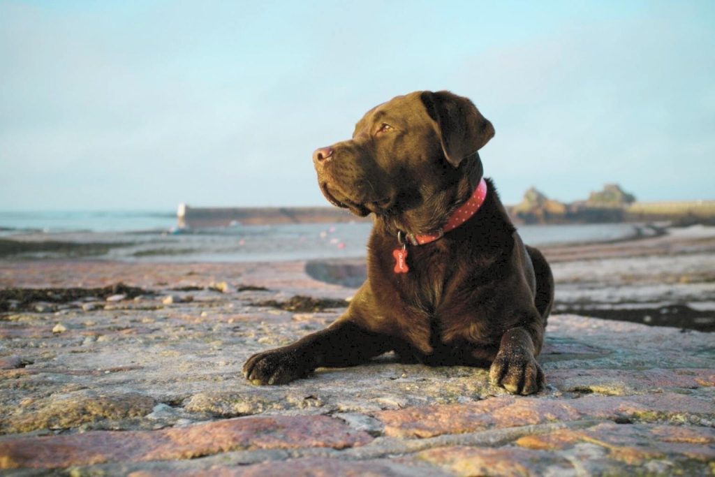 Chocolate Chesapeake Bay Retriever (Labrador type) on a brick patio with a coastal background and pier.