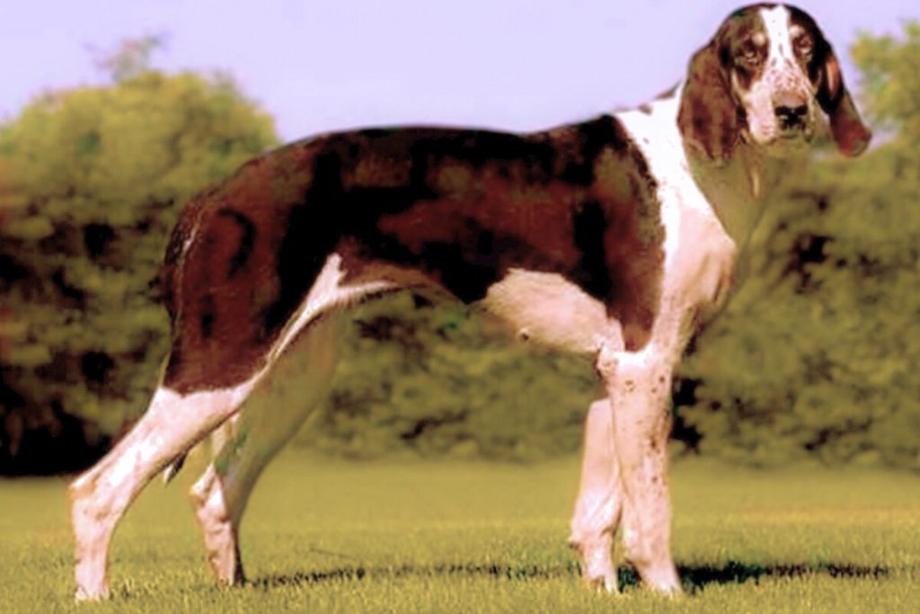 Chien Français Blanc et Noir dog with distinctive black and white speckled coat standing alert in a grassy field with trees behind.
