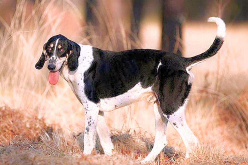 Black and white patterned Chien Français Blanc et Noir dog standing in a field of dry grass and trees.