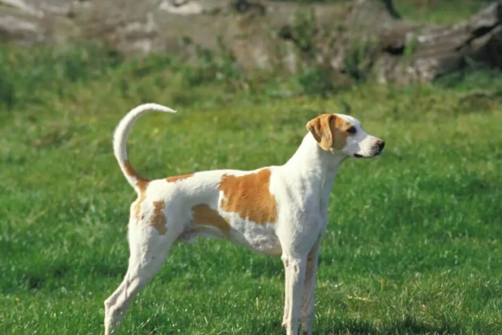 Chien Français Blanc et Orange dog with white coat and brown patches standing sideways on green grass with trees in background.

