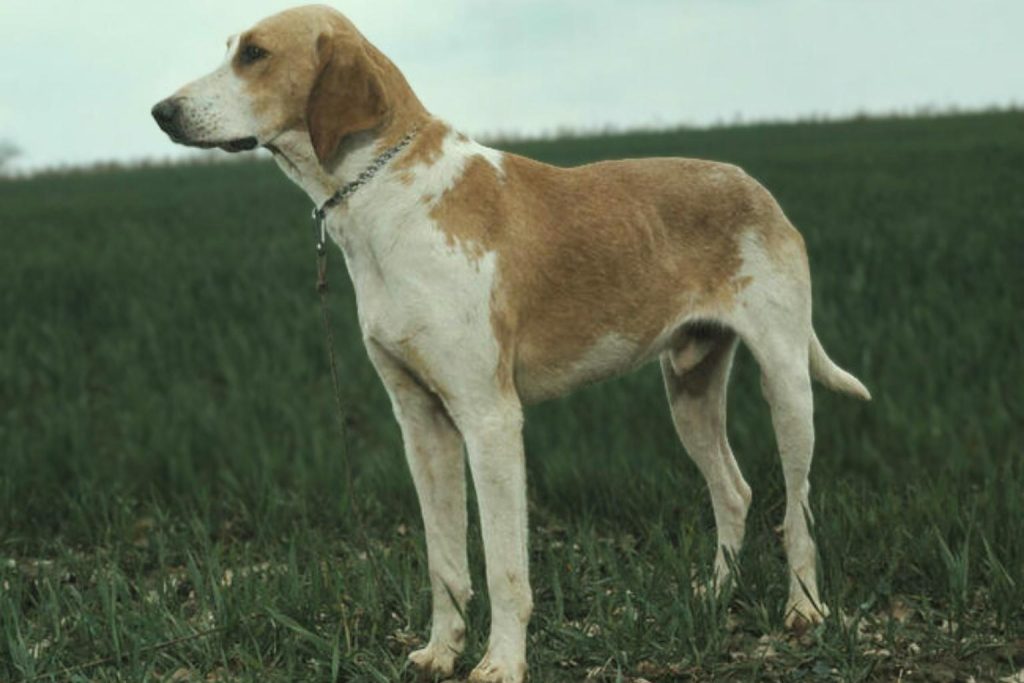 Chien Français Blanc et Orange dog with white and brown coat, standing sideways in a grassy field with a clouded sky in the background.
