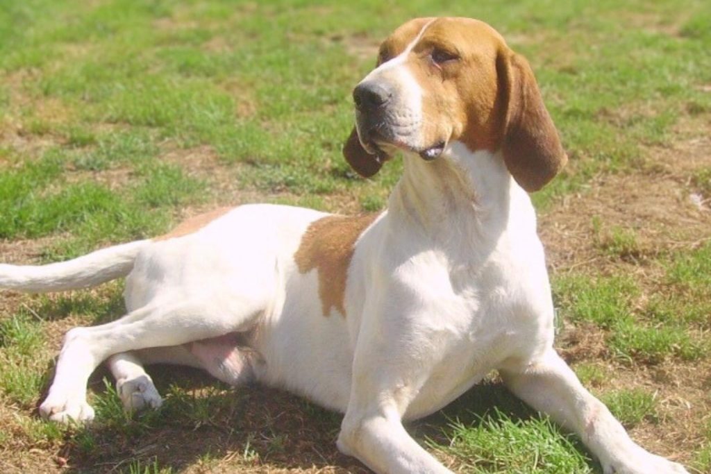 Brown and white Chien Français Blanc et Orange dog lying on its side in a green, grassy field.