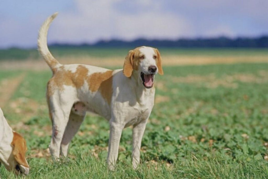 Brown and white Chien Français Blanc et Orange dog standing in a grassy field with mouth open and tail up.
