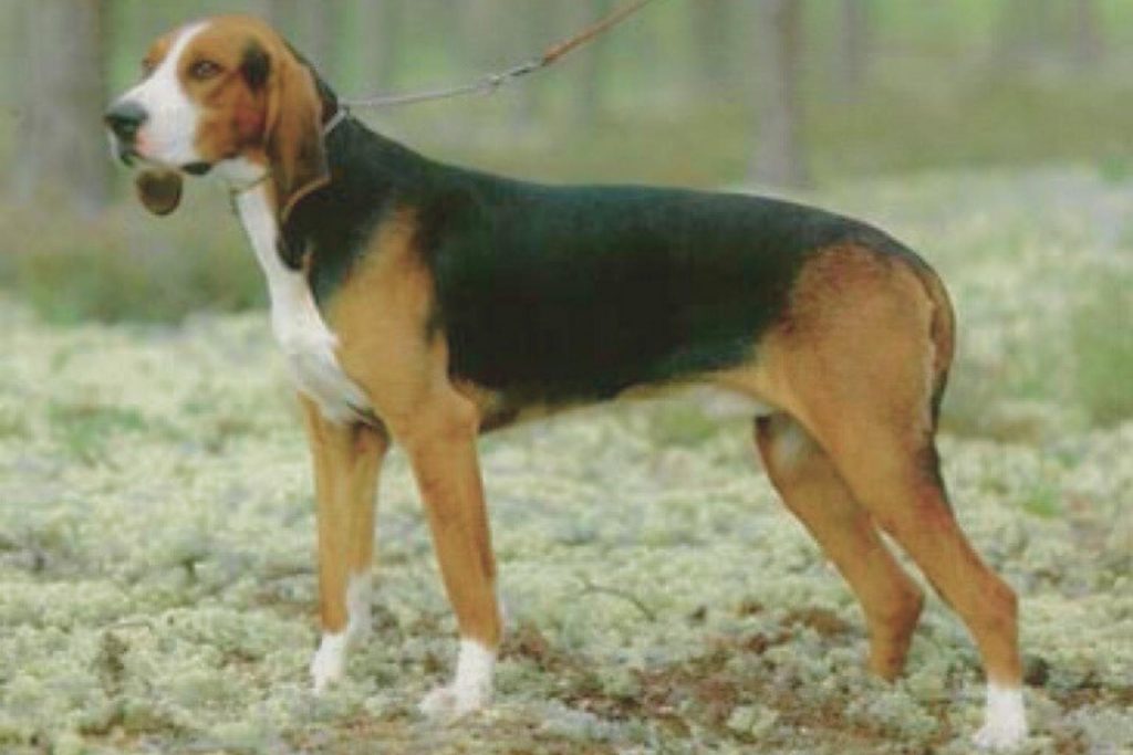 Chien Français Tricolore dog with black body, tan head, and white facial chest markings, standing outdoors on grassy ground.