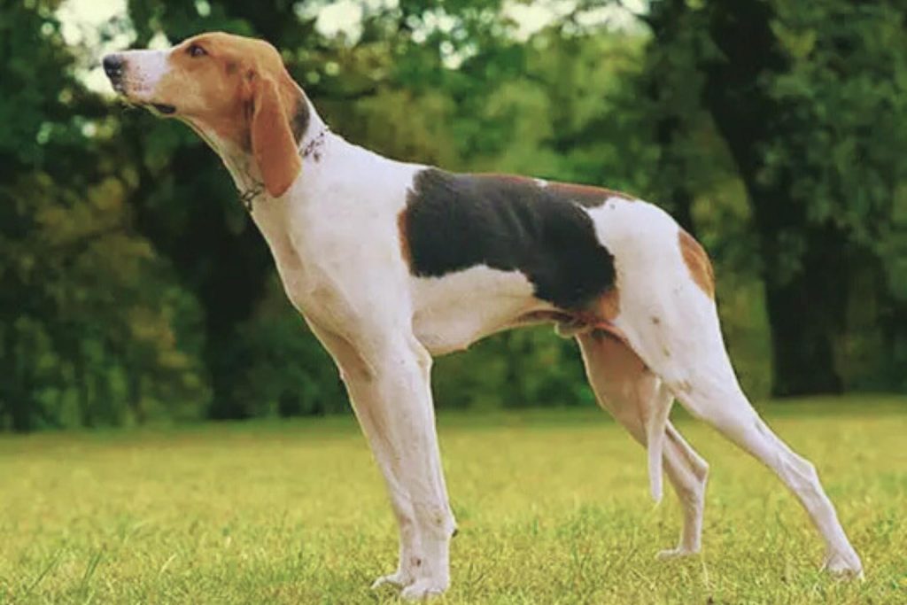 Chien Français Tricolore dog with tricolor coat stands alert in grassy field with trees in soft-focus background.