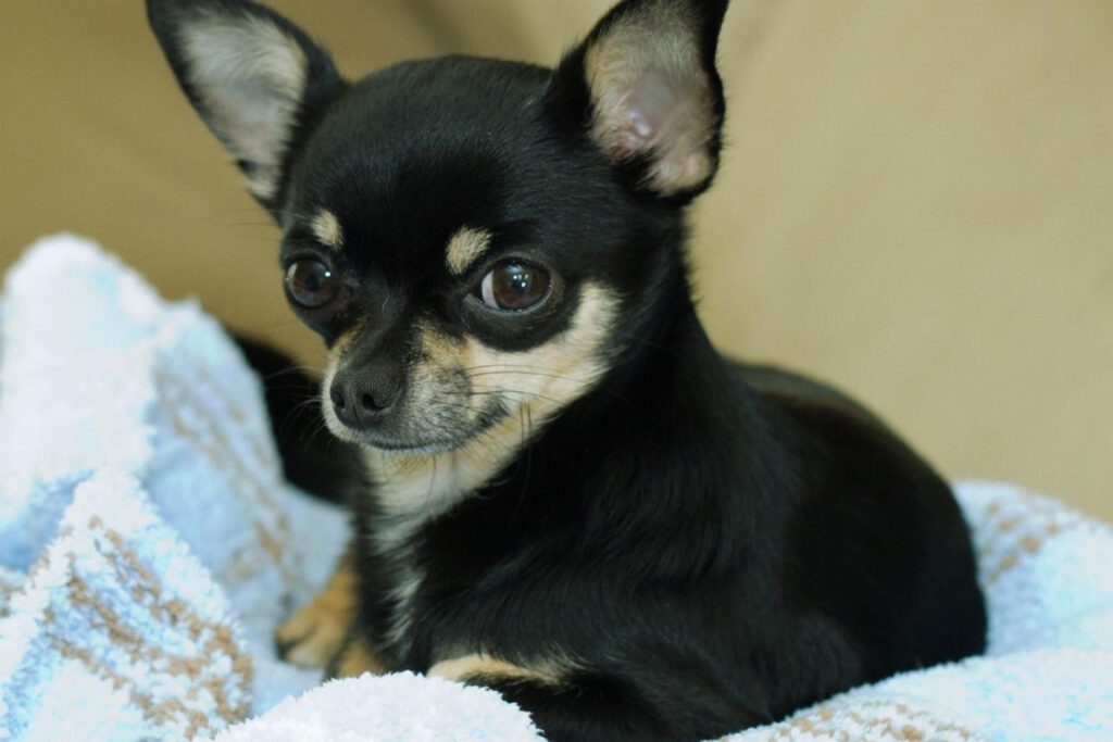 Small Chihuahua dog with sleek black fur and tan markings, sitting on a blue and white blanket with erect ears and alert eyes.