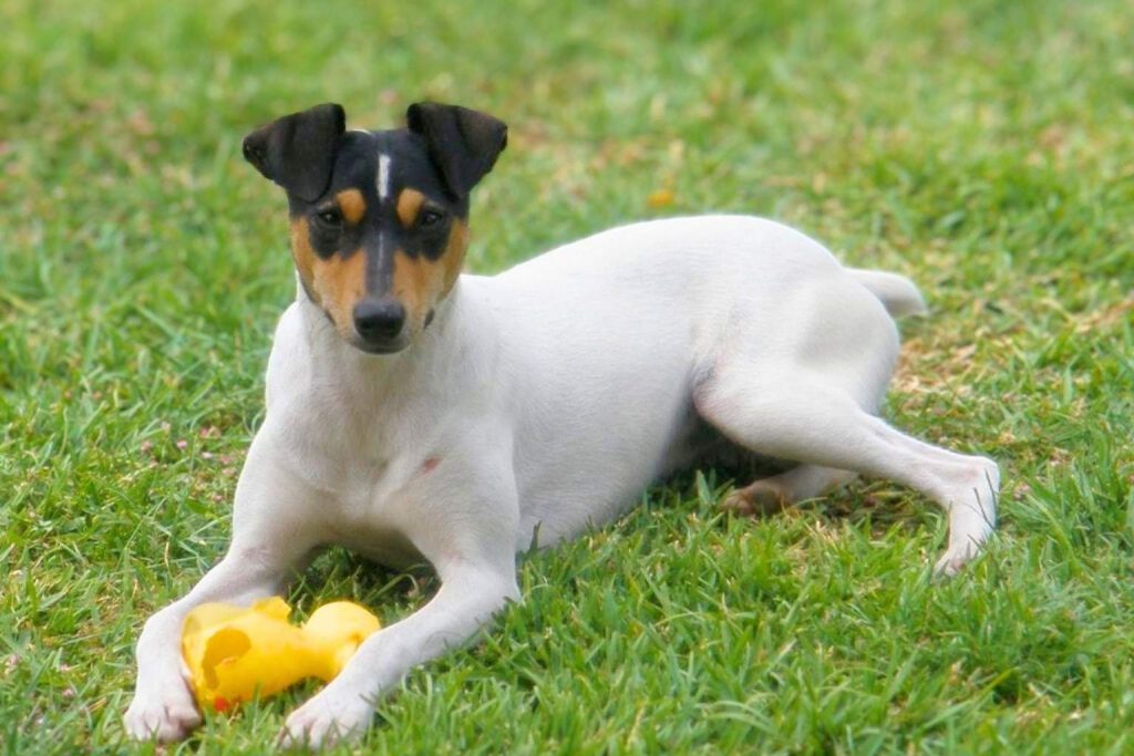 Chilean Terrier dog with white body and brown/black head lies in green grass holding a yellow toy, looking directly at the camera.