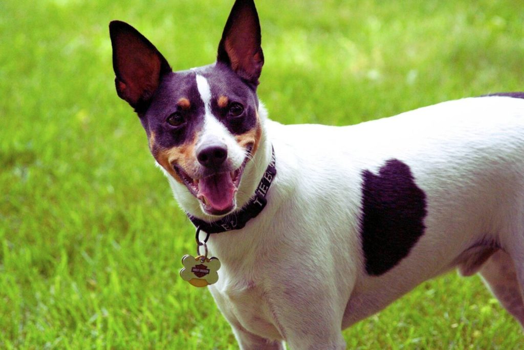 Chilean Terrier dog with white coat and black patch on side, black, tan and white head markings, standing on vibrant green grass.