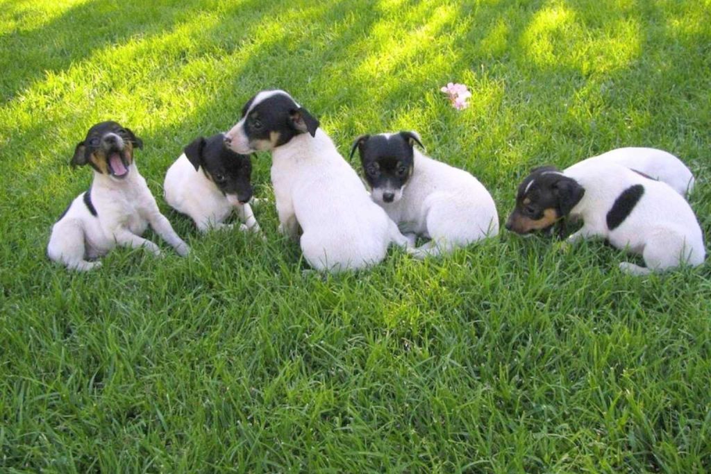 Group of five Chilean Terrier puppies, white with black markings, sitting on bright green grass outdoors in daylight.