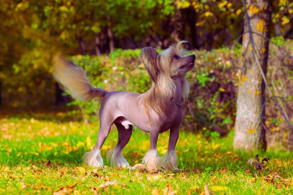Hairless Chinese Crested Dog with flowing blonde hair on head, ears, paws, and tail, standing on green grass with trees behind.