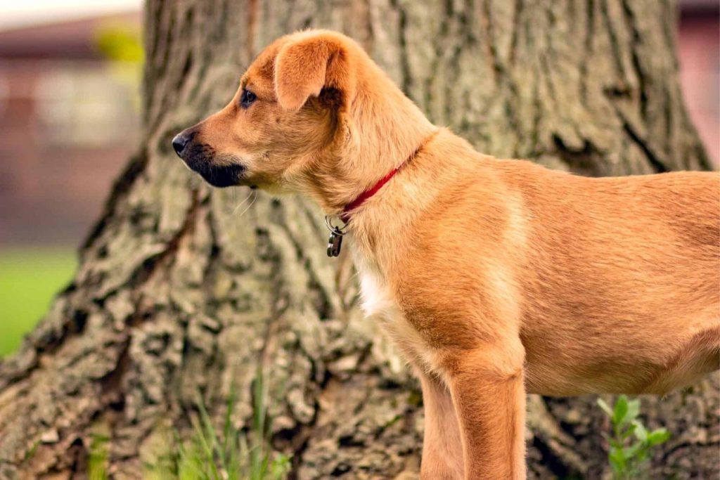 Young light brown Chinook dog with floppy ears and red collar standing near a textured tree with green grass around.