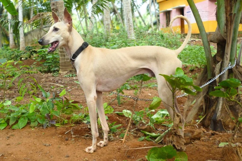 Chippiparai dog with creamy beige short coat stands in lush garden with reddish soil and green foliage, tethered by a dark collar and chain.