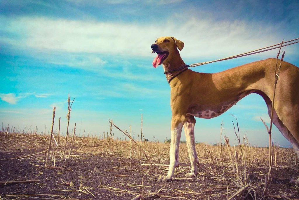 Chippiparai dog with light brown sleek coat standing in dry grass field under bright blue sky with white clouds, tongue out and alert.