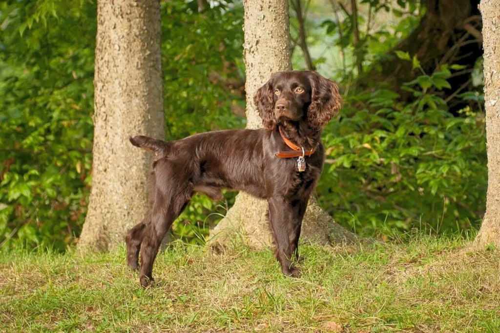 Boykin Spaniel with chocolate-colored wavy fur stands in a grassy area, wearing brown leather collar with metal tag