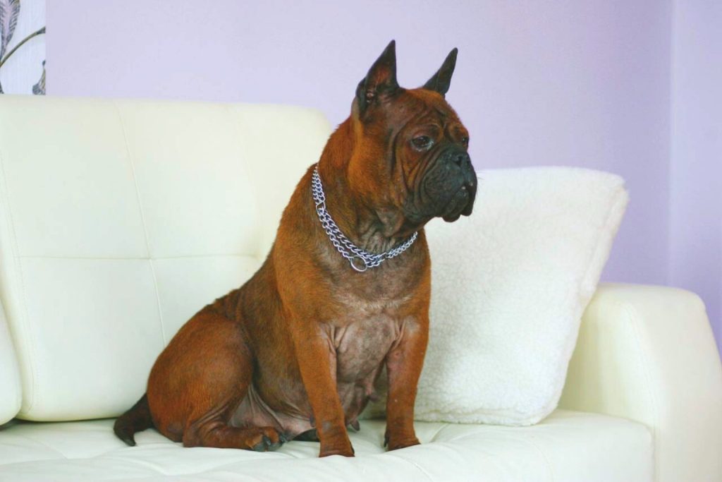 Reddish-brown Chongqing Dog with wrinkled face, pointed ears, and silver chain collar sitting alert on white couch with purple wall.