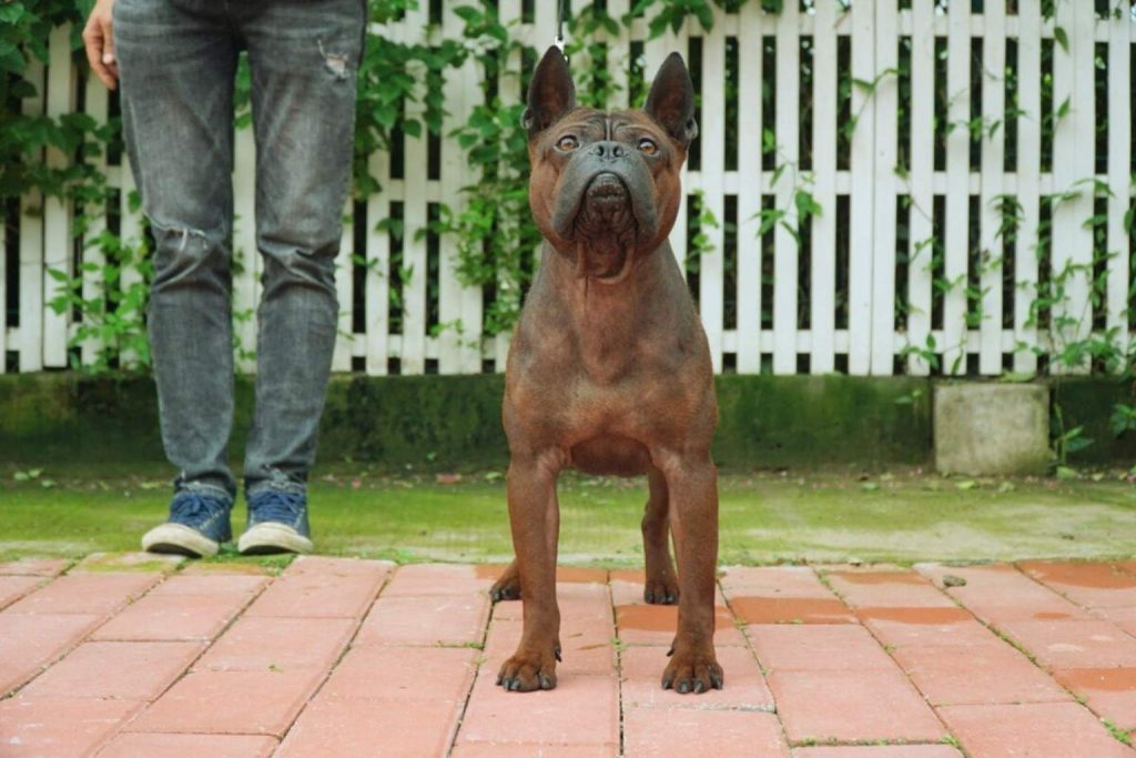 Chongqing Dog with muscular brown body and short tail standing in front of white picket fence with green vines and red brick ground.
