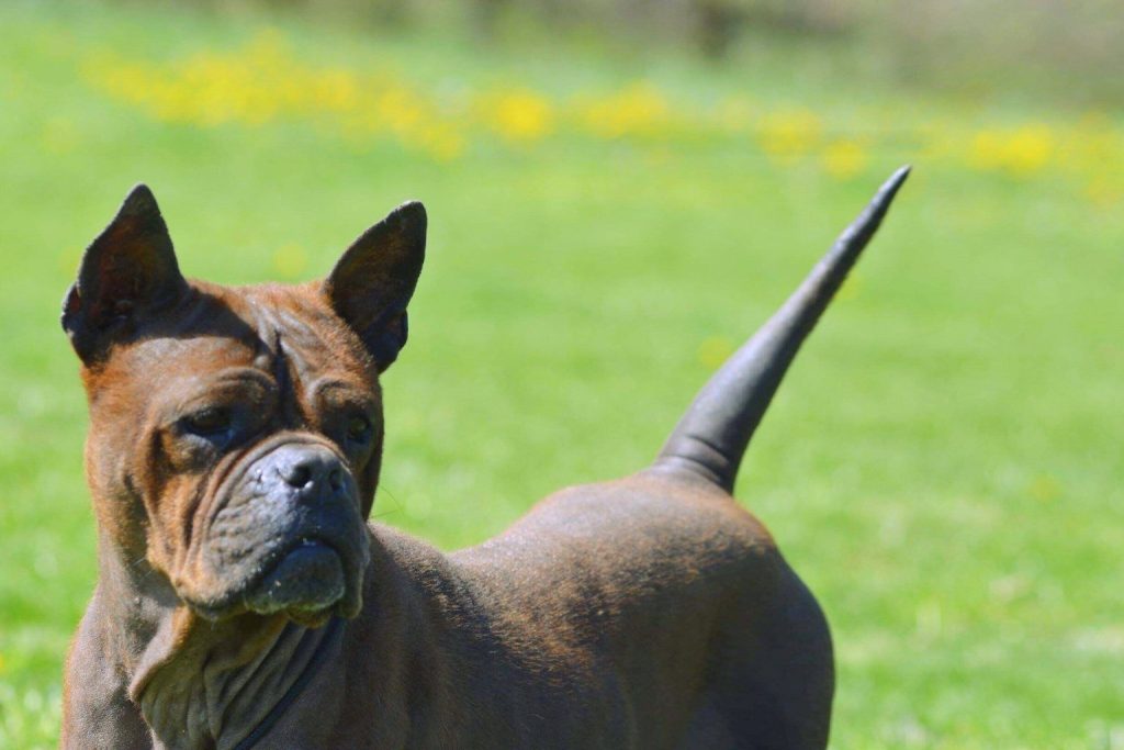 Chongqing Dog with short brown coat standing in green grassy field, looking back over shoulder, with erect pointy ears and long tail.