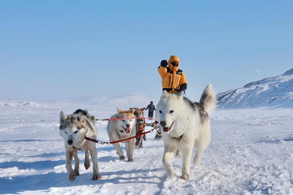 Chukotka sled dogs in harness pulling musher across snowy Arctic landscape under clear blue sky.