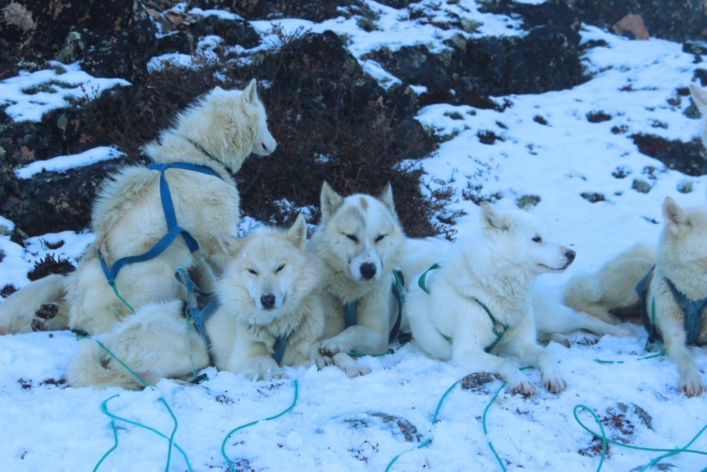 Group of white Chukotka sled dogs with blue and green harnesses resting in snowy mountain landscape with rocks and bushes.