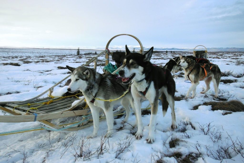 Three Chukotka sled dogs harnessed and ready to pull a sled standing in snowy field with sparse trees under a cloudy sky.